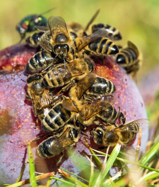 istock Bee honeybee Apis Mellifera, Honey bees on plum fruit 1492285715