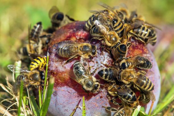 istock Bee honeybee Apis Mellifera, Honey bees on plum fruit 1492286608
