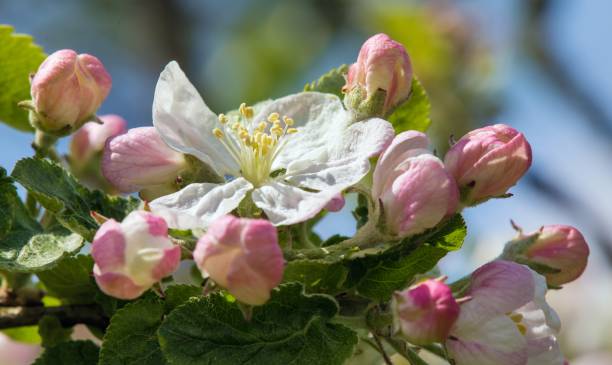 istock flower of apple tree in latin Malus Domestica 1492286965
