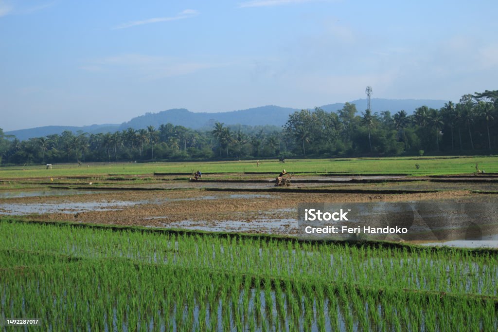 A rice field ploughman is plowing a rice field to make the soil softer and better for planting Cilacap, Indonesia May 15, 2023: A rice field ploughman is plowing a rice field to make the soil softer and better for planting paddy crops Agricultural Field Stock Photo