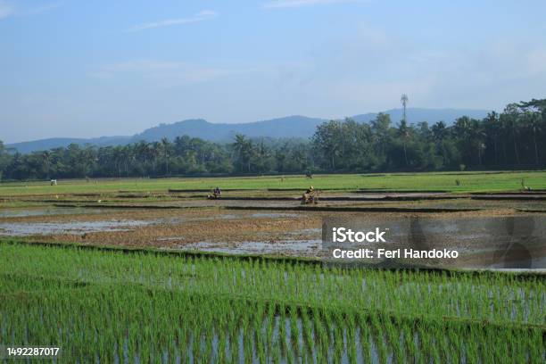 A Rice Field Ploughman Is Plowing A Rice Field To Make The Soil Softer And Better For Planting Stock Photo - Download Image Now