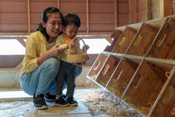 schöne asiatische mutter und entzückender kleinkinderjunge, die gemeinsam bio-eier im hühnerstall sammeln. kleiner süßer junge, der mit seiner mutter frische eier im hühnerstall in den korb sammelt. junges tierbaby erlebt im freien lernen familienbez - chicken baby chicken animal egg animal stock-fotos und bilder