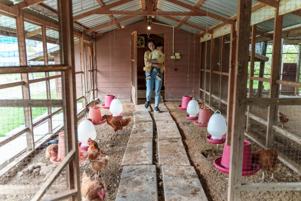 schöne asiatische mutter und entzückender kleiner junge, die zusammen kleine schafe auf dem bauernhof füttern. kleiner kleiner junge, der mit seiner mutter tiere streichelt. junges tierbaby erlebt im freien lernen familienbeziehungskonzept. - chicken baby chicken animal egg animal stock-fotos und bilder