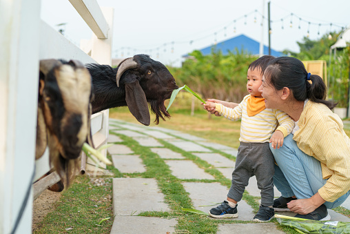 Lovely Asian mother and adorable baby boy feeding little goat on the farm together. Little toddler boy petting animals with his mother. Young baby animal experience outdoor learning family relation concept.