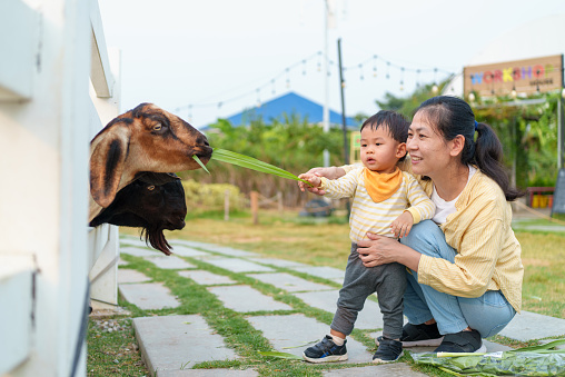 istock Lovely Asian mother and adorable baby boy feeding little goat on the farm together. Little toddler boy petting animals with his mother. Young baby animal experience outdoor learning family relation concept. 1492287526