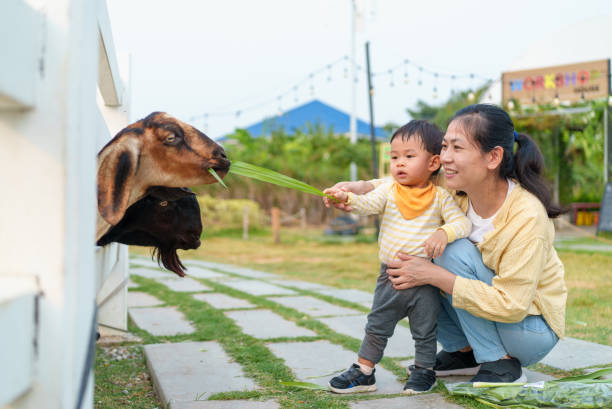 lovely asian mother and adorable baby boy feeding little goat on the farm together. little toddler boy petting animals with his mother. young baby animal experience outdoor learning family relation concept. - animals feeding animal child kid goat imagens e fotografias de stock