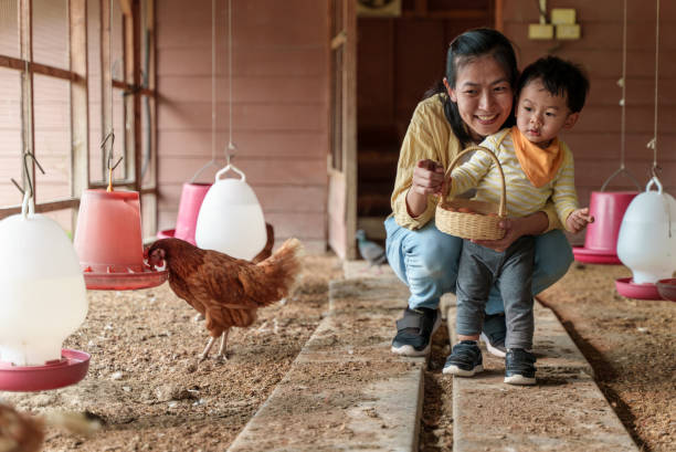 schöne asiatische mutter und entzückender kleiner junge, die zusammen kleine schafe auf dem bauernhof füttern. kleiner kleiner junge, der mit seiner mutter tiere streichelt. junges tierbaby erlebt im freien lernen familienbeziehungskonzept. - chicken baby chicken animal egg animal stock-fotos und bilder