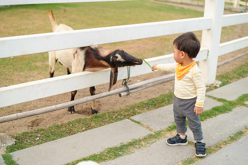 Asian cute toddler boy petting and feeding the goat on the farm. Little boy having fun in the animal farm. Young baby animal experience outdoor learning family relation concept.