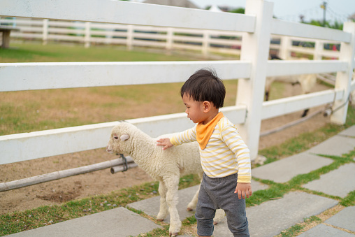Asian cute toddler boy petting and playing with baby sheep on the farm. Little boy having fun in the animal farm. Young baby animal experience outdoor learning family relation concept.