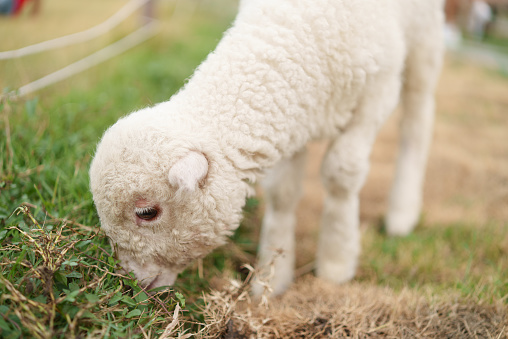 Close-up of little baby white sheep eating grass in a meadow. Young lamb grazing on the farm.