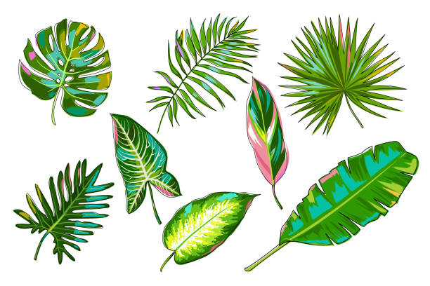 bunte tropische blätter gesetzt. palmblätter, bananenblätter, monstera, calathea stromantha, philodendron, dieffenbachia, alocasia. dschungelpflanzen isoliert auf weißem hintergrund. vektor. - liana cartoon bush tropical climate stock-grafiken, -clipart, -cartoons und -symbole