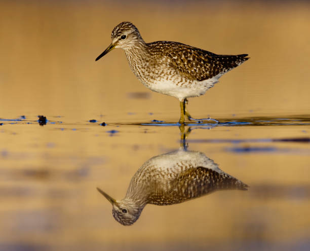 istock Wood sandpiper (Tringa glareola) feeding in the wetlands in spring. 1492294176