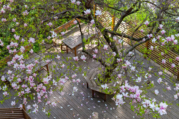 Magnolia tree at a patio in Stockholm