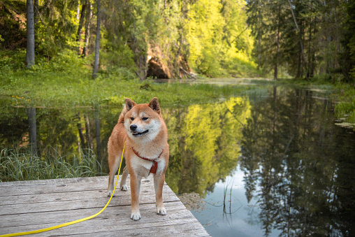 Shiba inu dog is standing on a wooden pier on the Cruli Nature Trails in Csis, Latvia