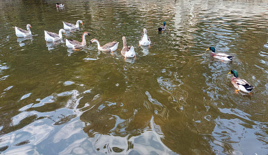 A group of ducks and geese swimming in the lake