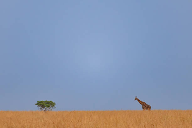 A giraffe walking gracefully in silhouette against the backdrop of a glowing sunset in Masai Mara. The serene landscape features vibrant hues and a peaceful ambiance as the sun descends on the horizon.