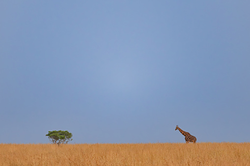 African giraffe in a national park. Copy space.