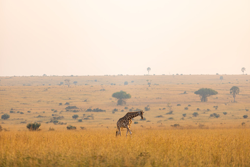 African giraffe walking in national park of Rwanda.