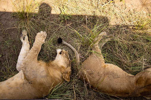 High angle view of lions sleeping in the wilderness.