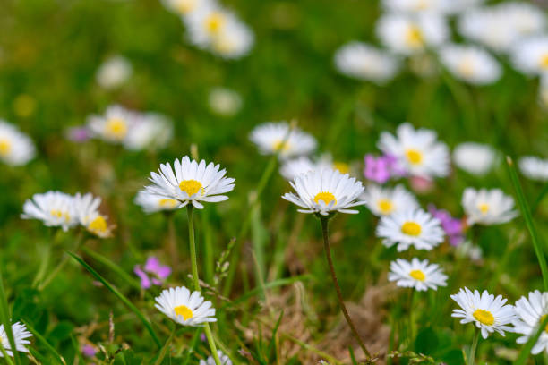 istock Wild daisy flowers in a meadow 1492298003