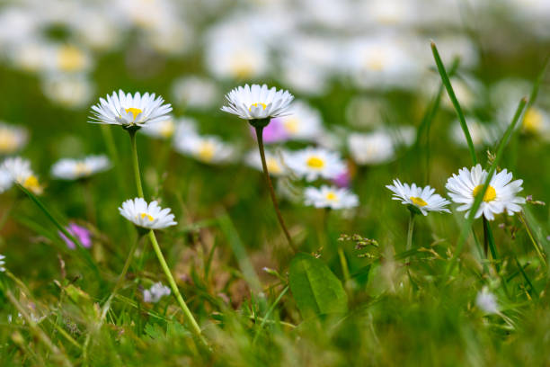 istock Wild daisy flowers in a meadow 1492298010