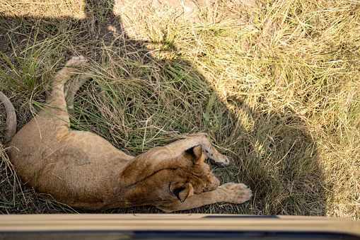 High angle view of lion resting in the wilderness.