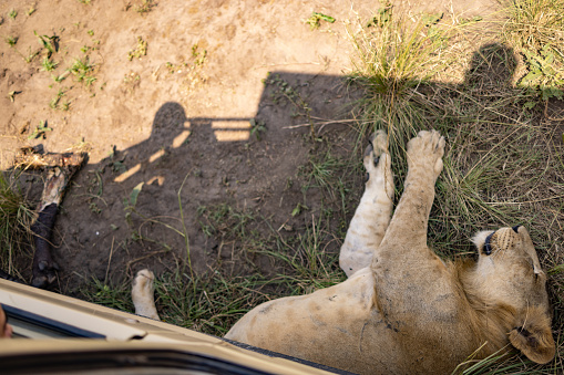High angle view of lioness sleeping in the wilderness.