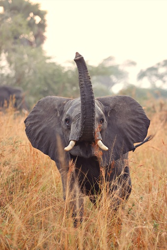 Elephant smelling with his trunk in the wilderness of Rwanda.