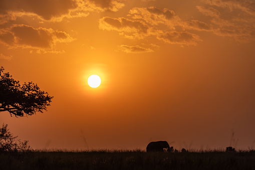 Silhouette of African elephant in wilderness at sunset.