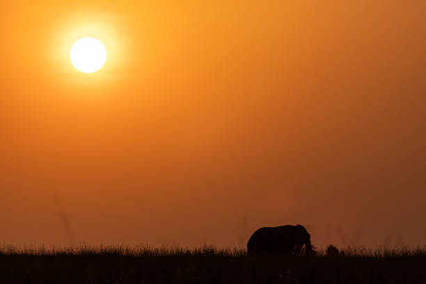 istock Silhouette of an elephant in wilderness at sunset. 1492298617