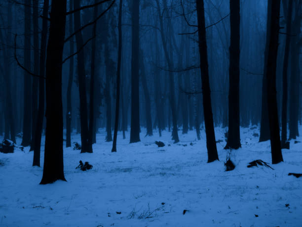 istock mysterious scary forest with snow in the fog 1492298620