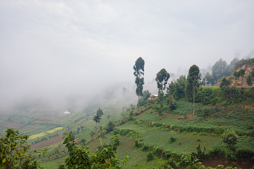 Rural fields on foggy day on the mountains of Rwanda.