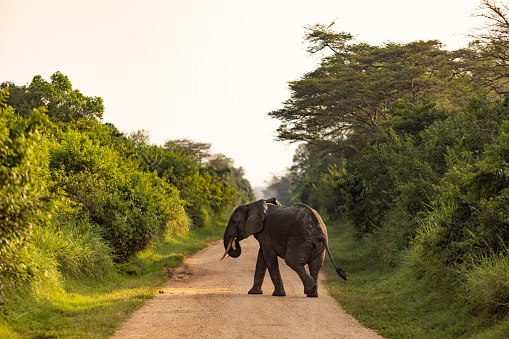 Elephant crossing dirt road in the wilderness of Rwanda.
