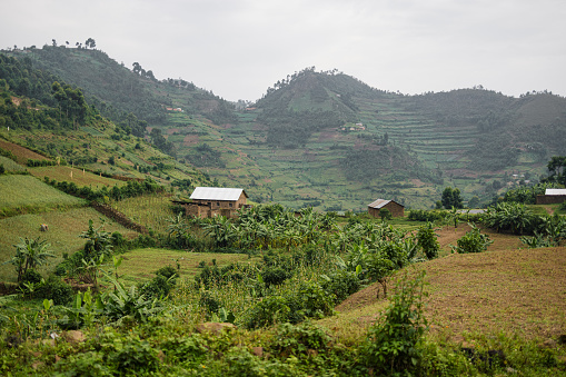 View of the agricultural fields in mountains of rural Rwanda.