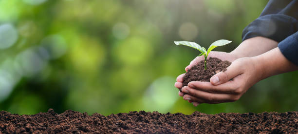 istock plant in the hand of a tree Ecological environment concept and forest conservation. taking care of the forest nature background 1492299325