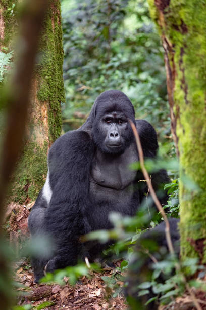 istock Mountain gorilla in tropical rainforest. 1492299348