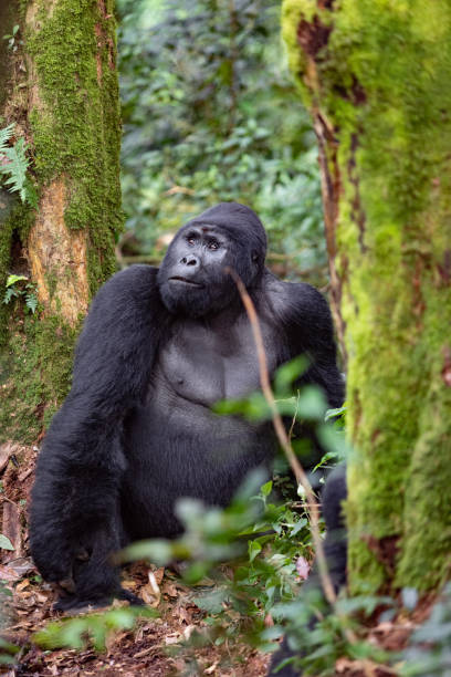 gorilla nero nel deserto. - gorilla safari animals wildlife photography foto e immagini stock