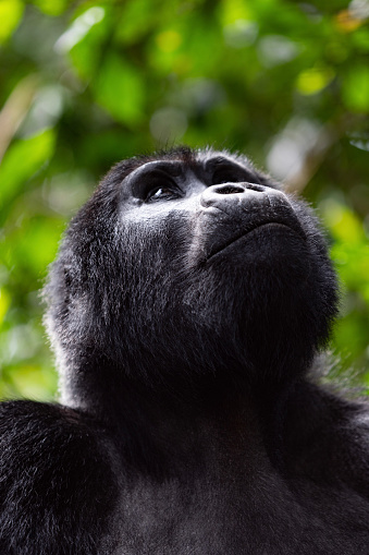 Portrait of black gorilla looking up.