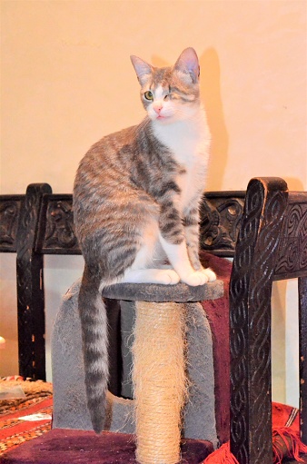 cat sitting on top of a scratching post