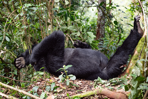 Big black gorilla relaxing in tropical rainforest at Rwanda.