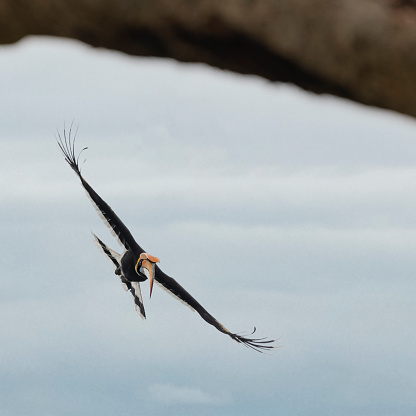A Great Hornbill,  Buceros bicornis, in flight; flying towards the camera. Kaziranga National Park, Assam, India.