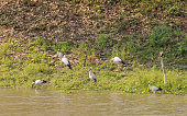 Asian Openbills and Little Cormorant, Kaziranga NP, India