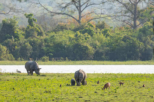 A mixed group of wildlife, including two Greater One-horned Rhinos, one with a small calf, a Hog Deer, a family of Rhesus Macaques, various Mynas and an Asian Openbill, on open grassland in front of a river with a forest in the background. Kaziranga National Park, Assam, India.