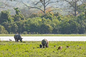 Some of the wildlife of Kaziranga NP, Assam, India