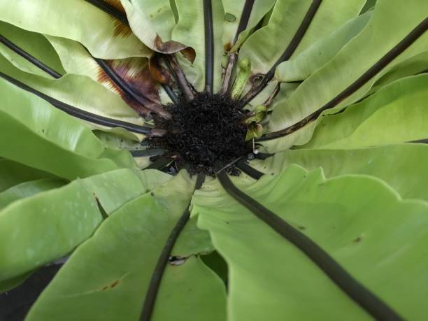 istock Bird's nest fern 1492304763