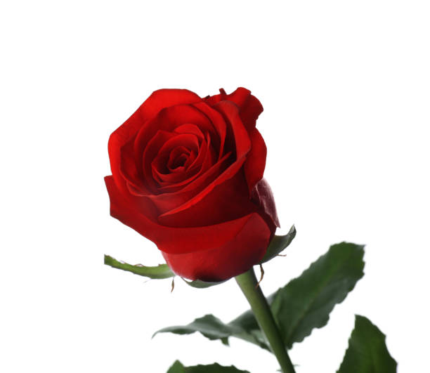 istock Blooming red rose isolated on white. Beautiful flower 1492305321
