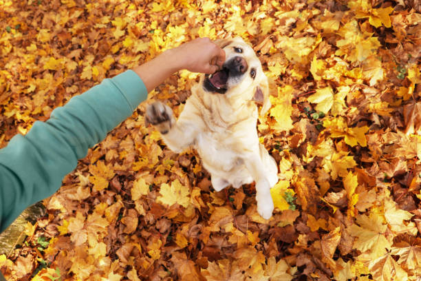istock Man playing with cute Labrador Retriever dog on fallen leaves outdoors, top view 1492305487