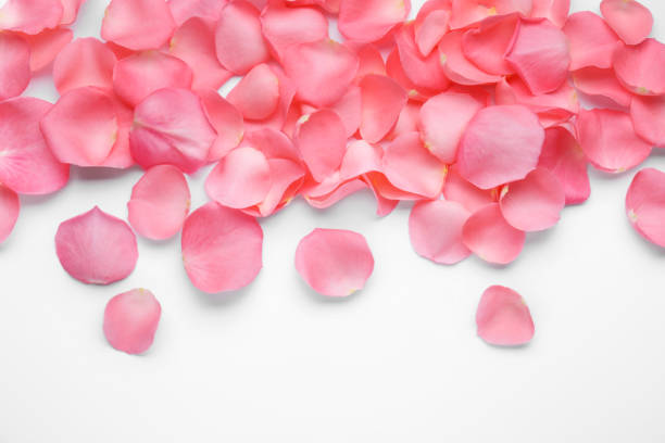 istock Beautiful pink rose flower petals on white background, top view 1492305609