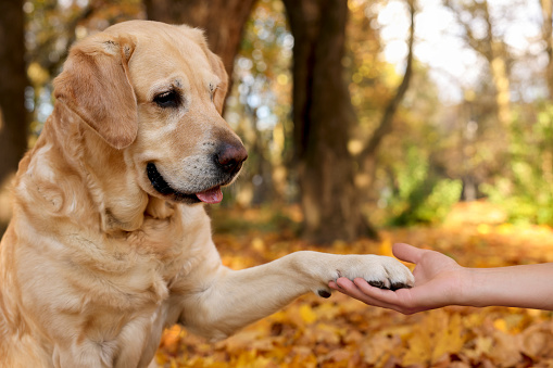 Cute Labrador Retriever dog giving paw to owner in sunny autumn park, closeup