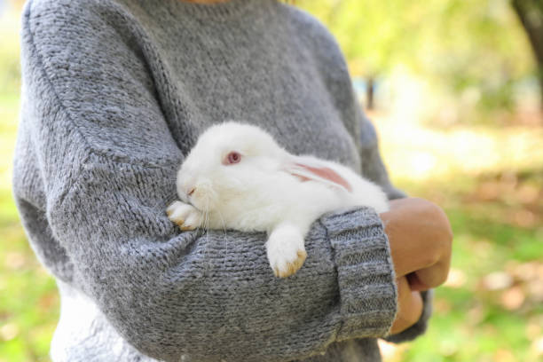 Woman holding cute white rabbit in park, closeup